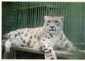 Kaunas zoo. Snow leopard