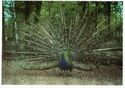 Kaunas zoo. Pavo