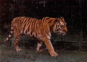 Kaunas zoo. Tiger