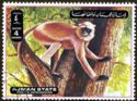Maroon Langur (Presbytis rubicunda)