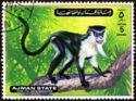 Roloway Monkey (Cercopithecus roloway)