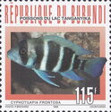 Frontosa Cichlid (Cyphotilapia frontosa)