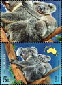 Koala (Phascolarctos cinereus)