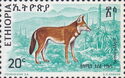 Ethiopian Wolf (Canis simensis)