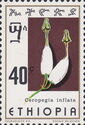 Ceropegia inflata