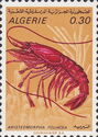 Giant Red Shrimp (Aristeomorpha foliacea)
