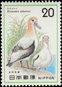 Short-tailed Albatross (Diomedea albatrus)