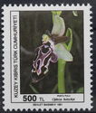 Ophrys kotschyi - Cyprus Bee-orchid