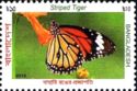 Striped Tiger (Danaus genutia)