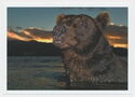 South Kamchatka Sanctuary. Kurilskoye Lake. Bear portrait