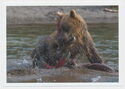 South Kamchatka Sanctuary. Kurilskoye Lake. Bear fishing