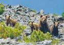 Brown bear family