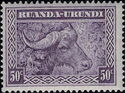 African Buffalo (Syncerus caffer)