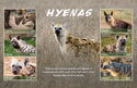 Hyenas