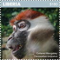 Collared Mangabey (Cercocebus torquatus)