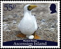 Masked Booby (Sula dactylatra)