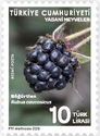 Caucasian Blackberry (Rubus caucasicus)