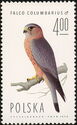 Merlin (Falco columbarius)