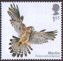 Merlin (Falco columbarius)