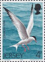 Common Tern (Sterna hirundo)