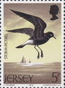 European Storm-petrel (Hydrobates pelagicus)