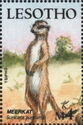 Meerkat (Suricata suricatta)