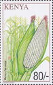 Maize - Zea mays