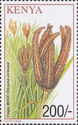 Finger millet (Eleusine coracana)