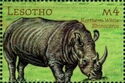 Northern White Rhinoceros (Ceratotherium simum cottoni)