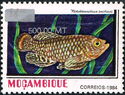 Bluefin Notho (Nothobranchius rachovii), overprint