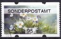 Eyebright (Euphrasia sp.)