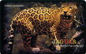 Animais Protegidos - Jaguar
