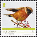 European Stonechat (Saxicola rubicola)