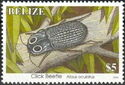 Click Beetle (Alaus oculatus)