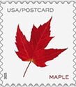 Maple Leaf