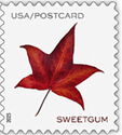 Sweetgum Leaf