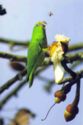 Tui parakeet parrot. Amazon Basin