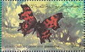 Comma Butterfly (Polygonia c-album)