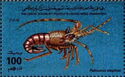 Palinurus elephas