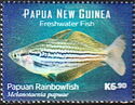 Papuan Rainbowfish (Melanotaenia papuae)