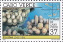 Finger Coral (Porites porites)