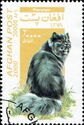 Persian (Felis silvestris catus)