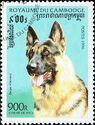 German Shepherd (Canis lupus familiaris)