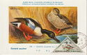 Northern shoveler (Sšatula clypaeta)