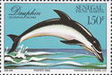 Common Dolphin (Delphinus delphis)