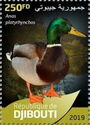 Mallard or Wild Duck (Anas platyrhynchos)