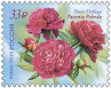 Peony Pobeda