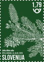 Silver Fir (Abies alba)