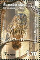 Tawny Owl (Strix aluco)