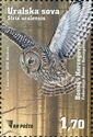 Ural Owl (Strix uralensis)